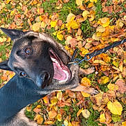 Frozen participe au concours pour gagner de l'argent avec cette photo : dog, german_shepherd, autumn, leaves, grass, outdoor, happy, smiling, pet, canine, nature, fall, playful, leash, animal, portrait, closeup, fur, tongue, ears