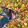 Frozen participe au concours pour gagner de l'argent avec cette photo : animal, autumn, canine, closeup, dog, ears, fall, fur, german_shepherd, grass, happy, leash, leaves, nature, outdoor, pet, playful, portrait, smiling, tongue
