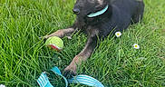 Frozen a rejoint le concours — aidez-le/la à gagner de superbes lots ! animal, canine, collar, cute, dog, ears, focus, garden, grass, greenery, leash, nature, outdoor, pet, playful, puppy, resting, summer, tennis_ball, young_dog
