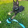 Frozen a rejoint le concours — aidez-le/la à gagner de superbes lots ! puppy, dog, grass, leash, tennis_ball, outdoor, pet, animal, greenery, young_dog, collar, playful, nature, summer, canine, ears, focus, cute, resting, garden