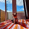 dog, yorkshire_terrier, small_dog, toy_dog, pet, animal, sitting, portrait, indoors, bedroom, bed, bedspread, striped_blanket, window, sunlight, blue_sky, clouds, bamboo_fence, curtains, power_lines
