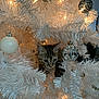 Shayo Mackenzie is registered to the contest to win money with this photo: animal, cat, christmas, christmas_tree, curious, cute, decorations, feline, festive, holiday, indoor, kitten, lights, ornaments, pet, playful, silver_ornaments, tree_branches, white_ornaments, white_tree