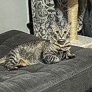 Shayo Mackenzie is registered to the contest to win money with this photo: cat, tabby, indoor, cushion, furniture, curtain, scratching_post, pet, animal, resting, gray, striped, ears, whiskers, eyes, floor, cozy, domestic, relaxed, home