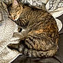 animal, blanket, cat, comfort, cozy, cute, domestic_cat, feline, fur, indoor, nap, pet, relaxed, resting, sleeping, soft, tabby, tail, texture, whiskers