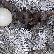Shayo Mackenzie is registered to the contest to win money with this photo: animal, branches, cat, christmas_tree, closeup, curious, cute, decorations, festive, fluffy, holiday, holiday_decor, indoor, kitten, ornament, pet, seasonal, shiny, tabby, white_tree