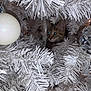 animal, branches, cat, christmas_tree, closeup, curious, cute, decorations, festive, fluffy, holiday, holiday_decor, indoor, kitten, ornament, pet, seasonal, shiny, tabby, white_tree
