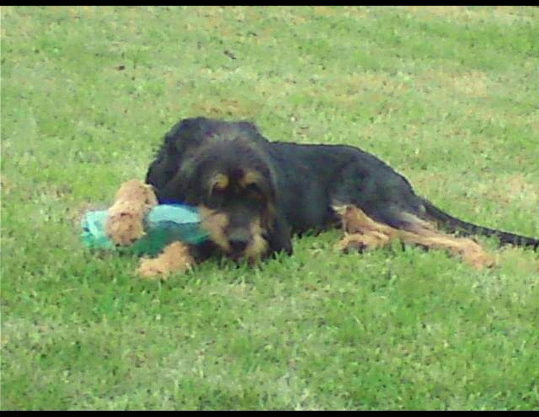 Gecko participe au concours pour gagner de l'argent avec cette photo : carlin_pinscher, carnivore, companion_dog, dog, dog_breed, grass, hunting_dog, plant, terrestrial_animal, working_dog
