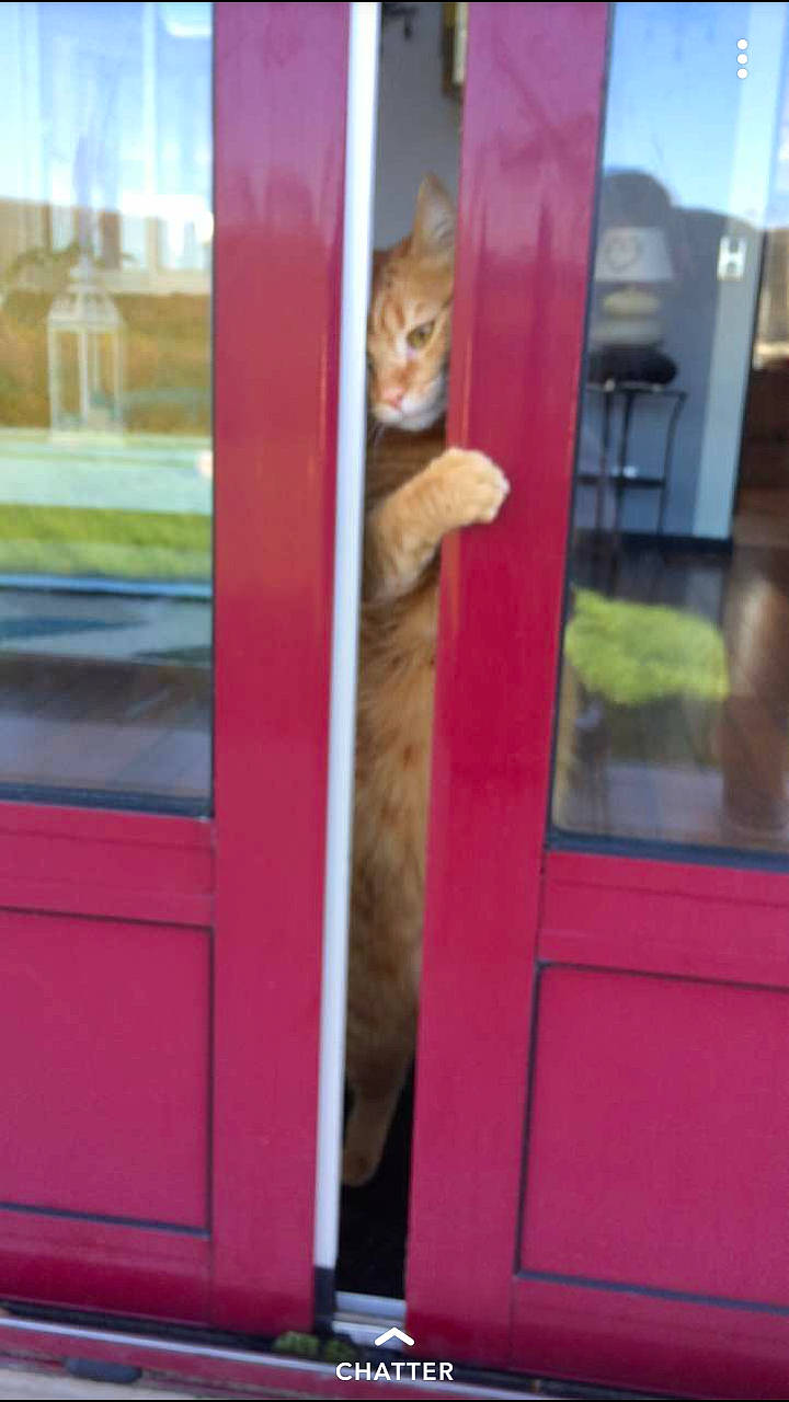 Mojito a rejoint le concours — aidez-le/la à gagner de superbes lots ! cat, door, fawn, felidae, kitten, magenta, pink, small_to_medium_sized_cats, window