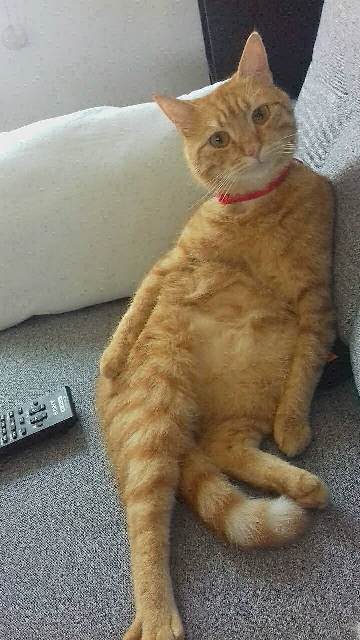 Mojito participe au concours pour gagner de l'argent avec cette photo : aegean_cat, arabian_mau, asian, australian_mist, carnivore, cat, domestic_short_haired_cat, european_shorthair, fawn, felidae, german_rex, kitten, mammal, polydactyl_cat, small_to_medium_sized_cats, tabby_cat, tail, vertebrate, whiskers