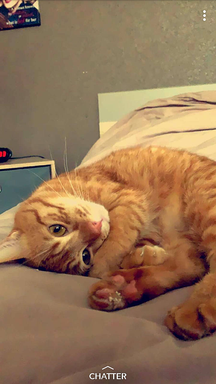 Mojito a rejoint le concours — aidez-le/la à gagner de superbes lots ! carnivore, cat, claw, domestic_short_haired_cat, european_shorthair, eye, fawn, felidae, fur, kitten, mammal, nap, nose, organism, paw, sleep, small_to_medium_sized_cats, snout, tabby_cat, whiskers