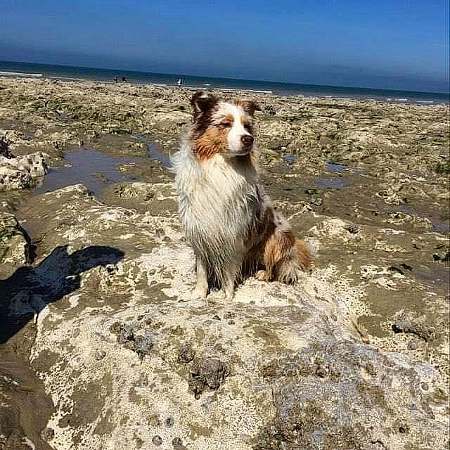 Paco participe au concours pour gagner de l'argent avec cette photo : australian_shepherd, beach, border_collie, canidae, carnivore, coast, companion_dog, dog, dog_breed, fun, sea, sporting_group, vacation