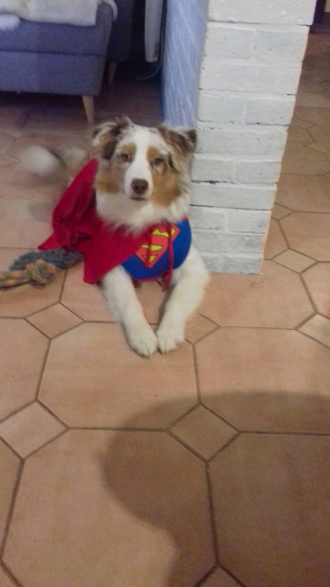 Paco participe au concours pour gagner de l'argent avec cette photo : australian_shepherd, border_collie, canidae, carnivore, companion_dog, dog, dog_breed, fawn, floor, flooring, mammal, miniature_australian_shepherd, sporting_group, vertebrate, working_dog