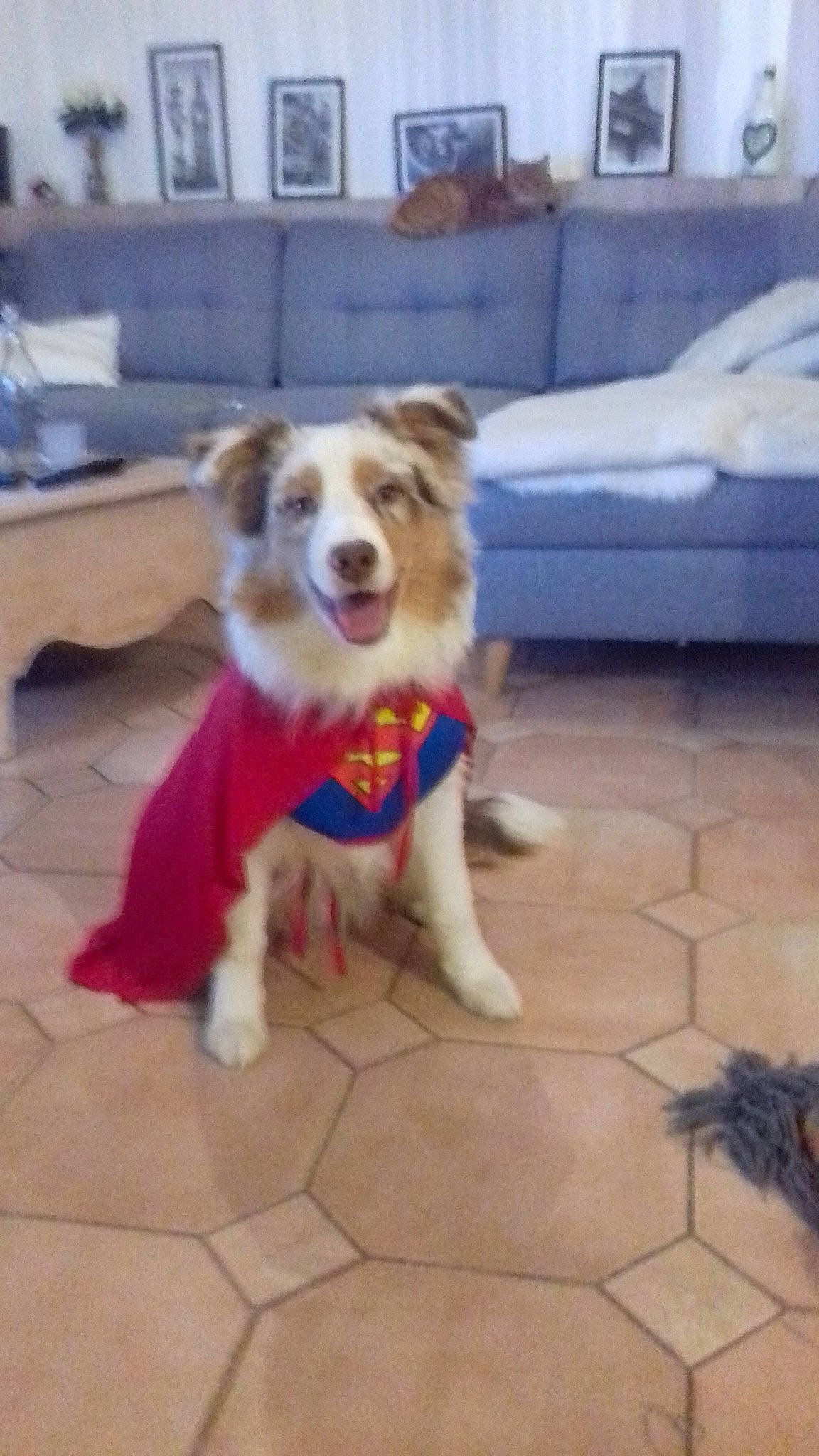 Paco participe au concours pour gagner de l'argent avec cette photo : australian_shepherd, basque_shepherd_dog, border_collie, canidae, carnivore, collie, companion_dog, dog, dog_breed, fawn, herding_dog, mammal, miniature_australian_shepherd, sporting_group, vertebrate, welsh_sheepdog, working_dog