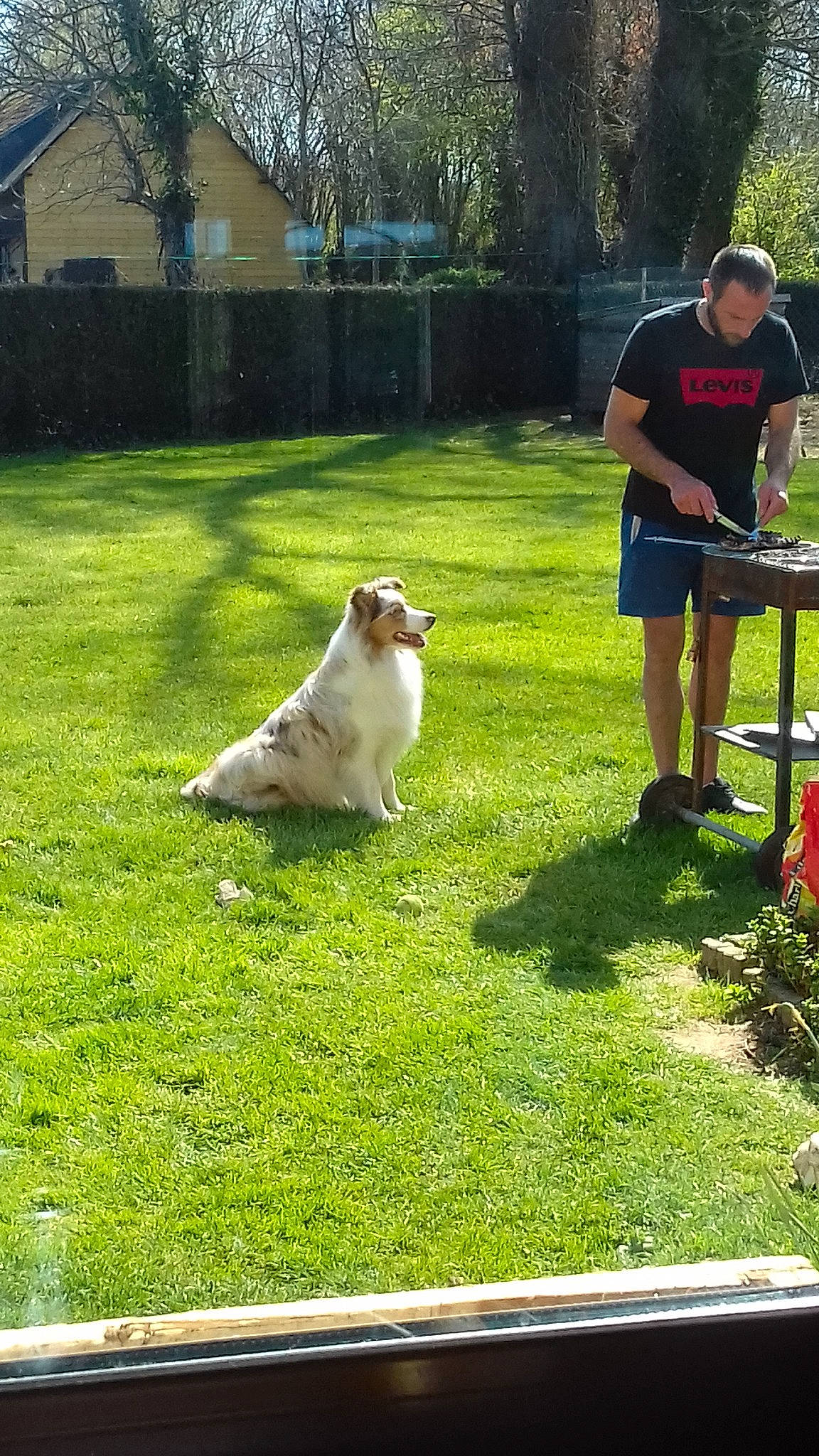 Paco participe au concours pour gagner de l'argent avec cette photo : canidae, carnivore, companion_dog, dog, dog_breed, fawn, garden, grass, lawn, obedience_training, sporting_group, yard