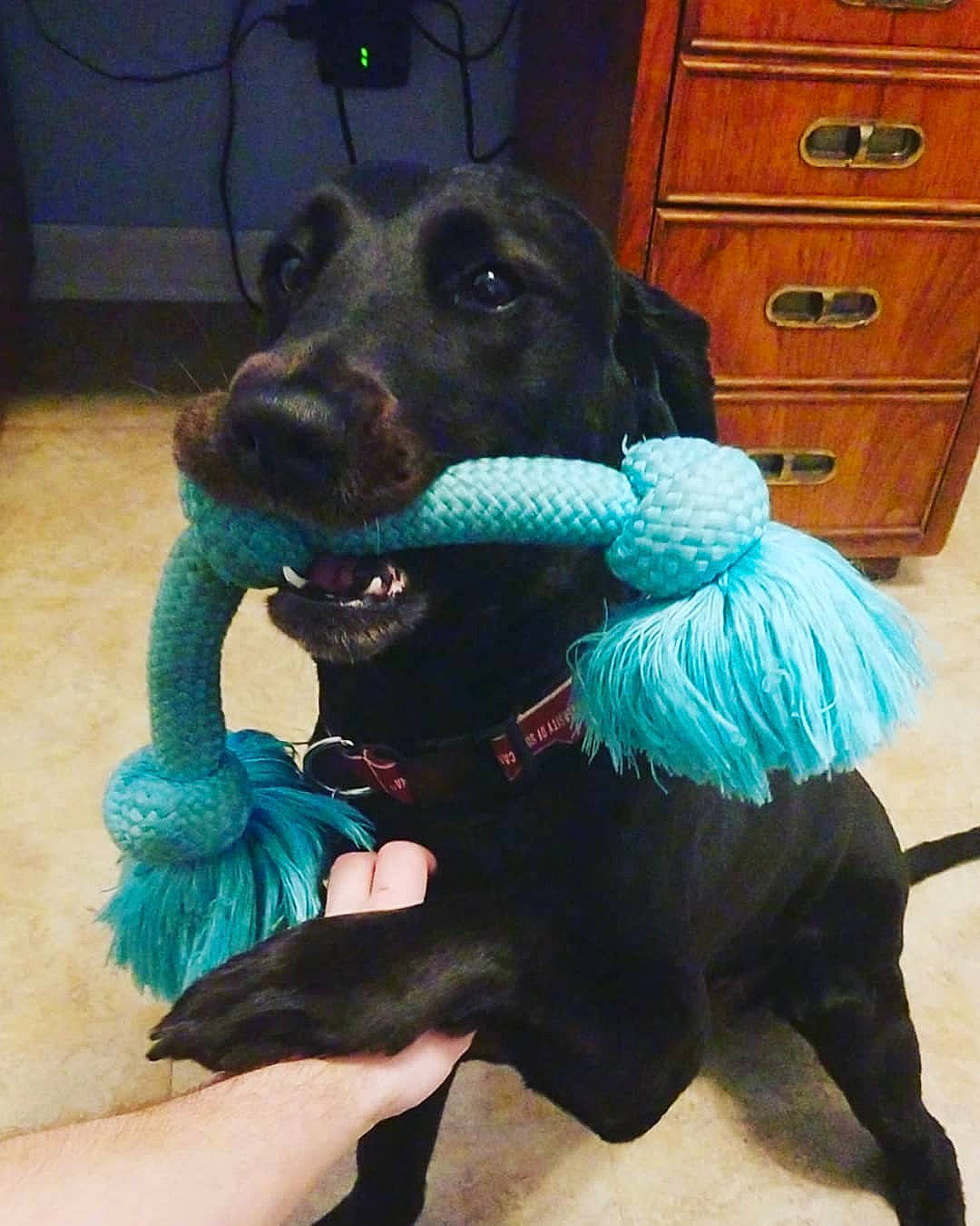 Sophie joined the competition — help win amazing prizes! canidae, carnivore, companion_dog, dog, dog_breed, dog_toy, flat_coated_retriever, sporting_group, tail