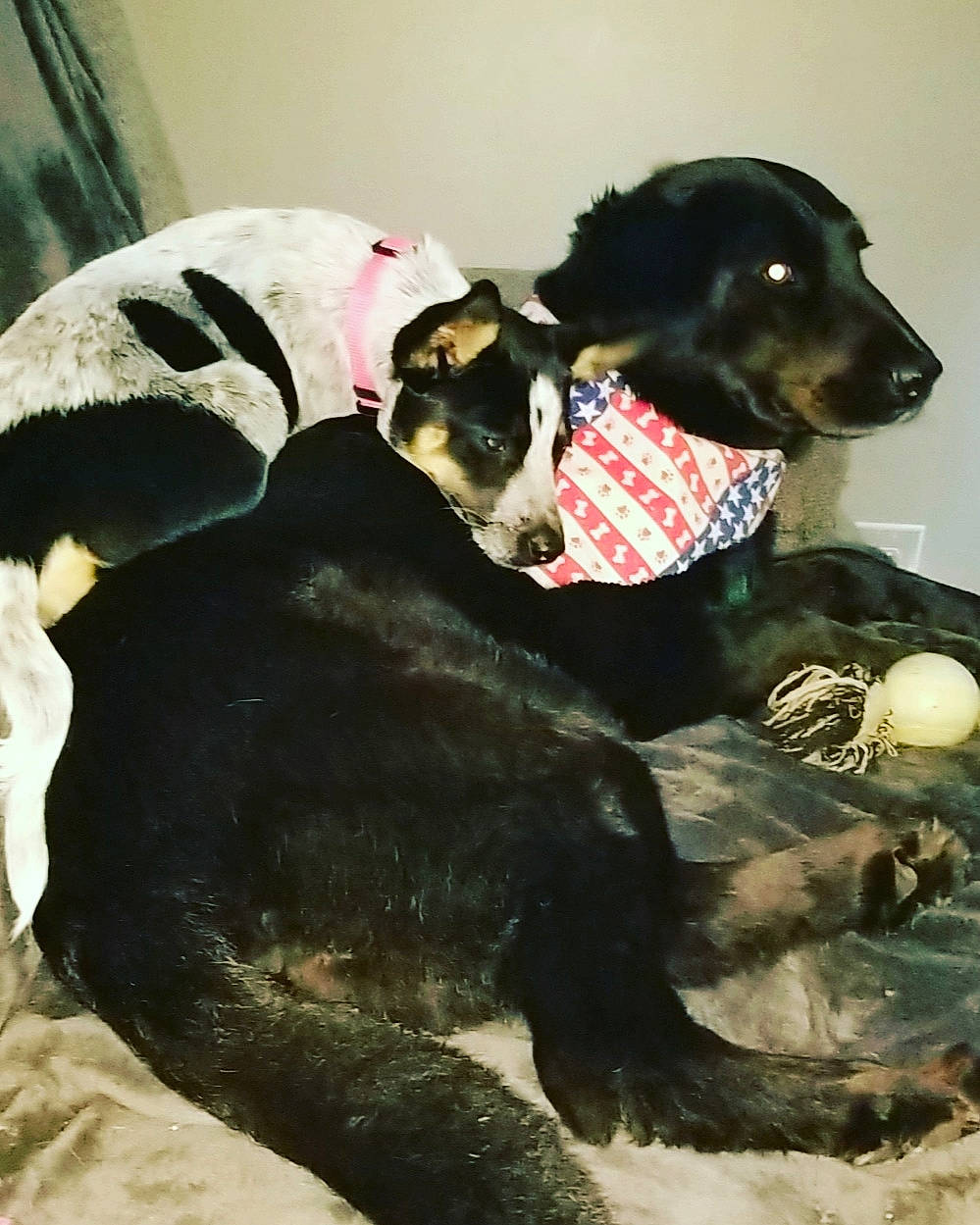 Sophie joined the competition — help win amazing prizes! beagador, canidae, carnivore, dog, dog_breed, snout, sporting_group