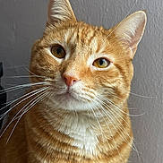 Ginger joined the competition — help win amazing prizes! cat, orange_tabby, whiskers, close_up, portrait, pet, feline, indoor, animal, cute, curious, ears, face, fur, eyes, domestic_cat, mammal, looking, calm, background