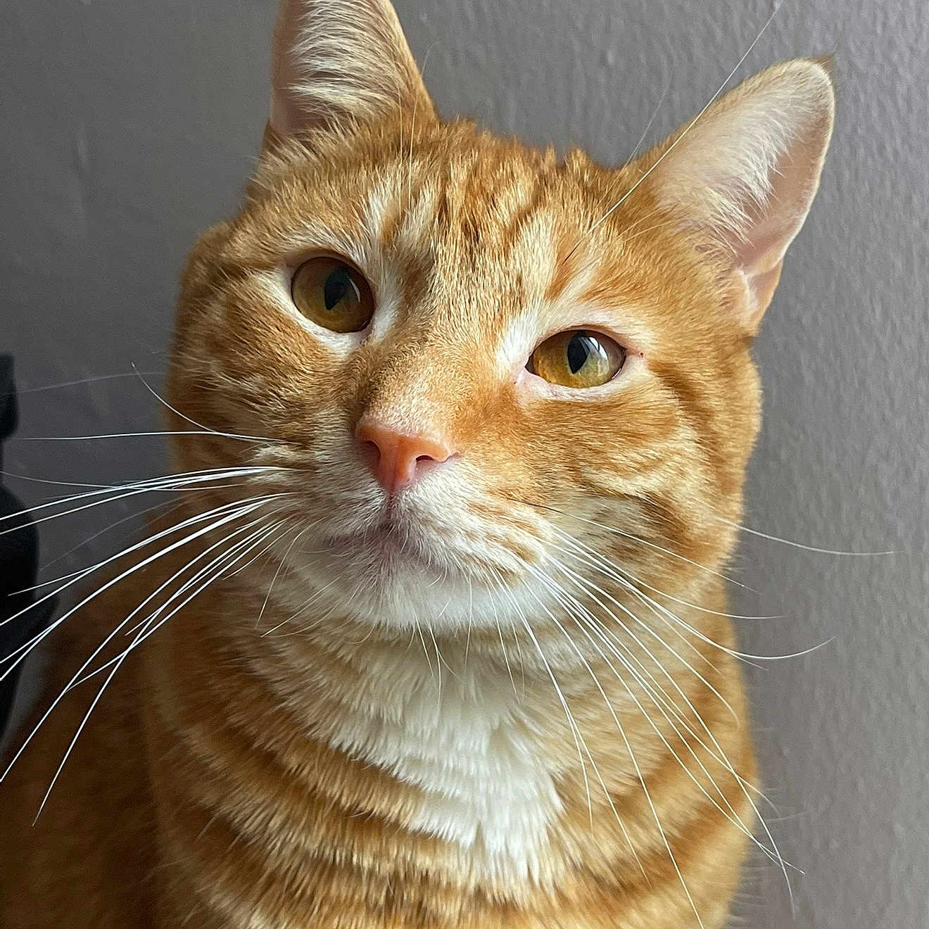 Ginger joined the competition — help win amazing prizes! cat, orange_tabby, whiskers, close_up, portrait, pet, feline, indoor, animal, cute, curious, ears, face, fur, eyes, domestic_cat, mammal, looking, calm, background