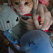 Dumpster Cat is registered to the contest to win money with this photo: cat, blanket, basket, plush_toy, stuffed_animal, blue_crab, pink_pig, cozy, indoor, pet, feline, soft_texture, wrapped, curious, resting, animal, cute, home, dim_light, snug
