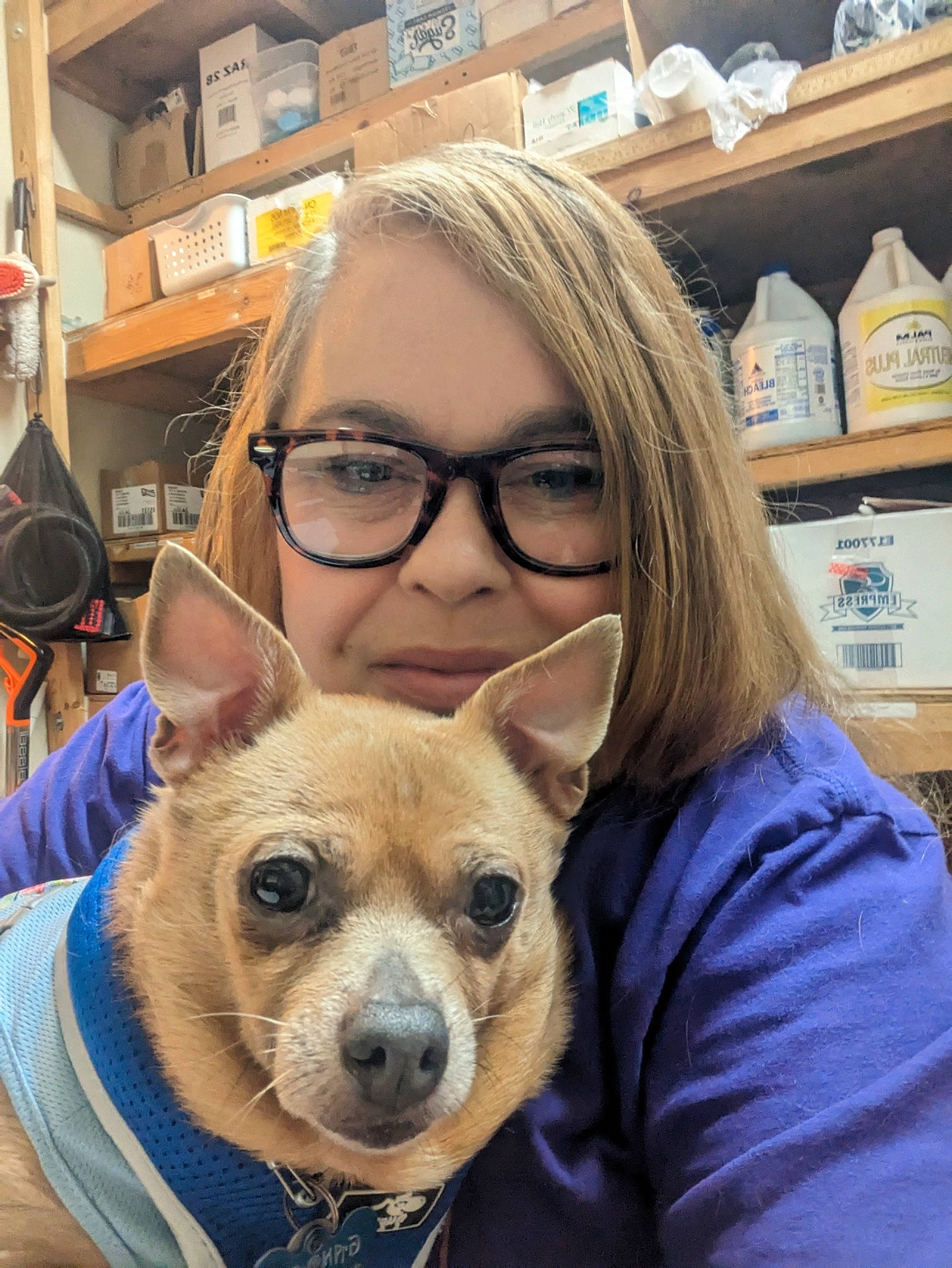 Gandalf is registered to the contest to win money with this photo: canidae, carnivore, companion_dog, dog, dog_breed, ear, eyewear, fawn, fur, glasses, head, selfie, shelf, smile, snout, sporting_group, sunglasses, toy_dog, vision_care, whiskers