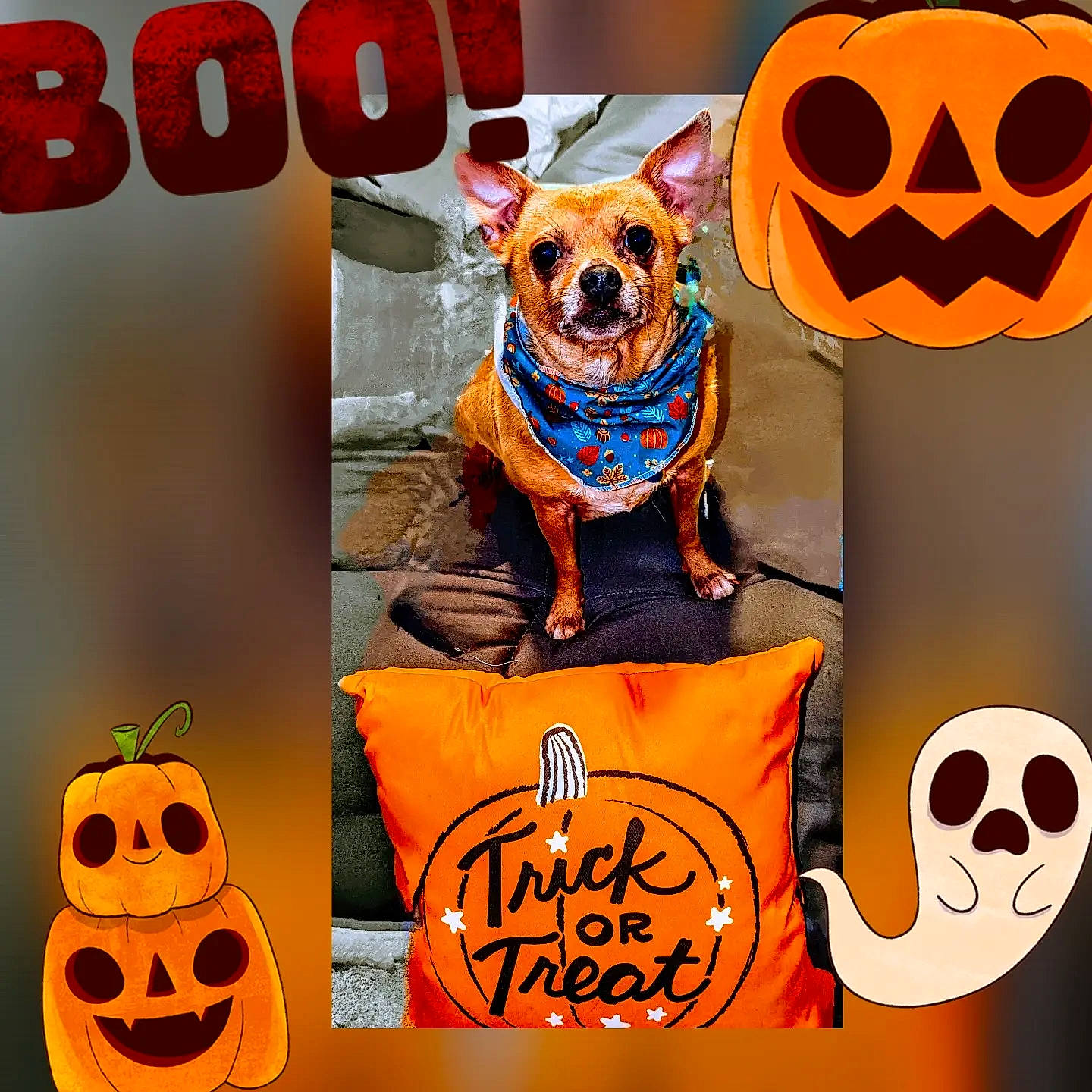 Gandalf joined the competition — help win amazing prizes! calabaza, carnivore, companion_dog, cucurbita, dog, dog_breed, dog_supply, eyewear, facial_expression, font, goggles, gourd, happy, logo, orange, pumpkin, sunglasses, winter_squash, working_animal, yellow