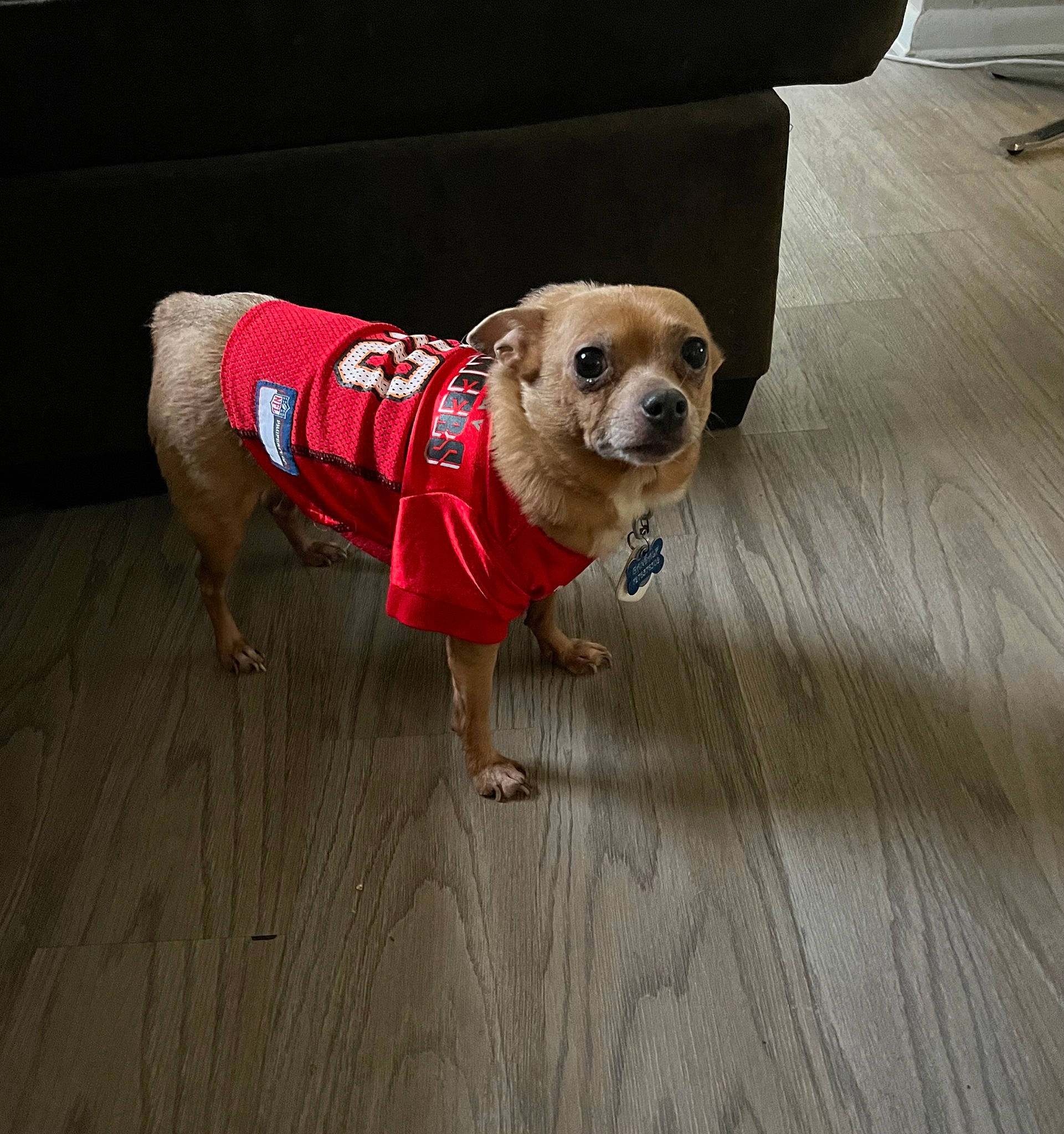 Gandalf joined the competition — help win amazing prizes! carnivore, collar, companion_dog, dog, dog_breed, dog_clothes, dog_collar, dog_supply, fashion_accessory, fawn, floor, flooring, hardwood, leash, pet_supply, snout, toy_dog, wood, wood_flooring, working_animal