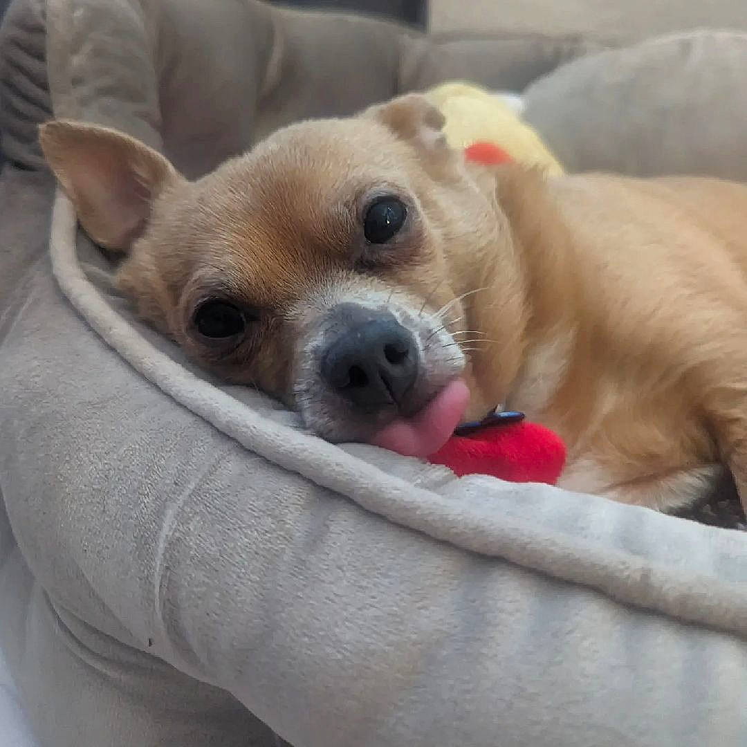 Gandalf is registered to the contest to win money with this photo: canidae, carnivore, collar, comfort, companion_dog, dog, dog_bed, dog_breed, dog_supply, fawn, fur, nap, paw, pet_supply, smile, snout, sporting_group, terrestrial_animal, whiskers, working_animal