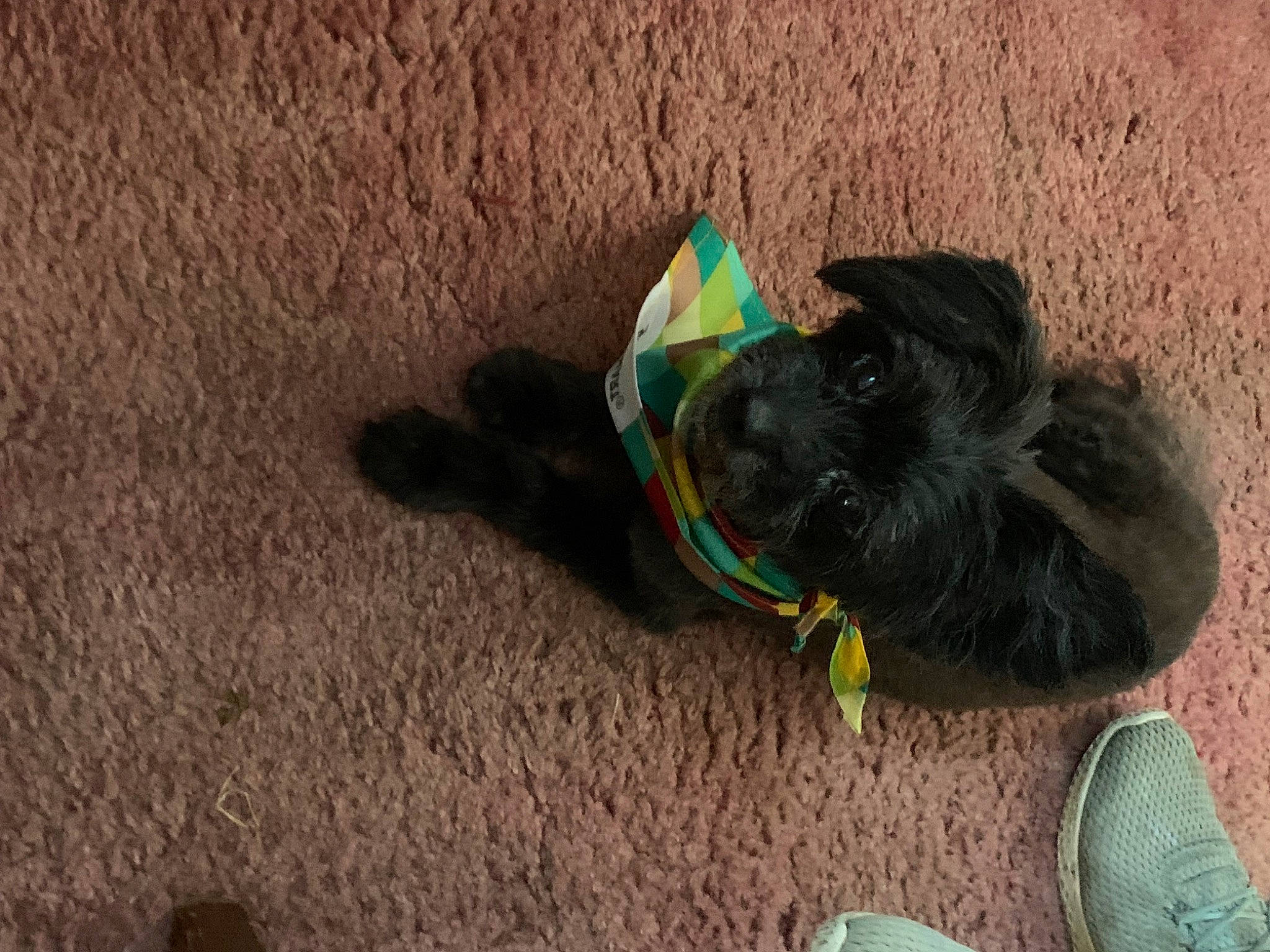 Brady is registered to the contest to win money with this photo: canidae, carnivore, comfort, companion_dog, dog, dog_breed, fashion_accessory, fawn, foot, fur, paw, sand, snout, soil, sporting_group, tail, terrier, toy_dog, wood, working_animal