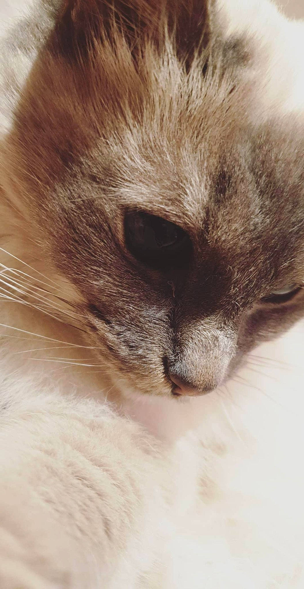 Channa participe au concours pour gagner de l'argent avec cette photo : carnivore, cat, claw, comfort, domestic_short_haired_cat, fawn, felidae, fur, nap, paw, sleep, small_to_medium_sized_cats, tail, whiskers