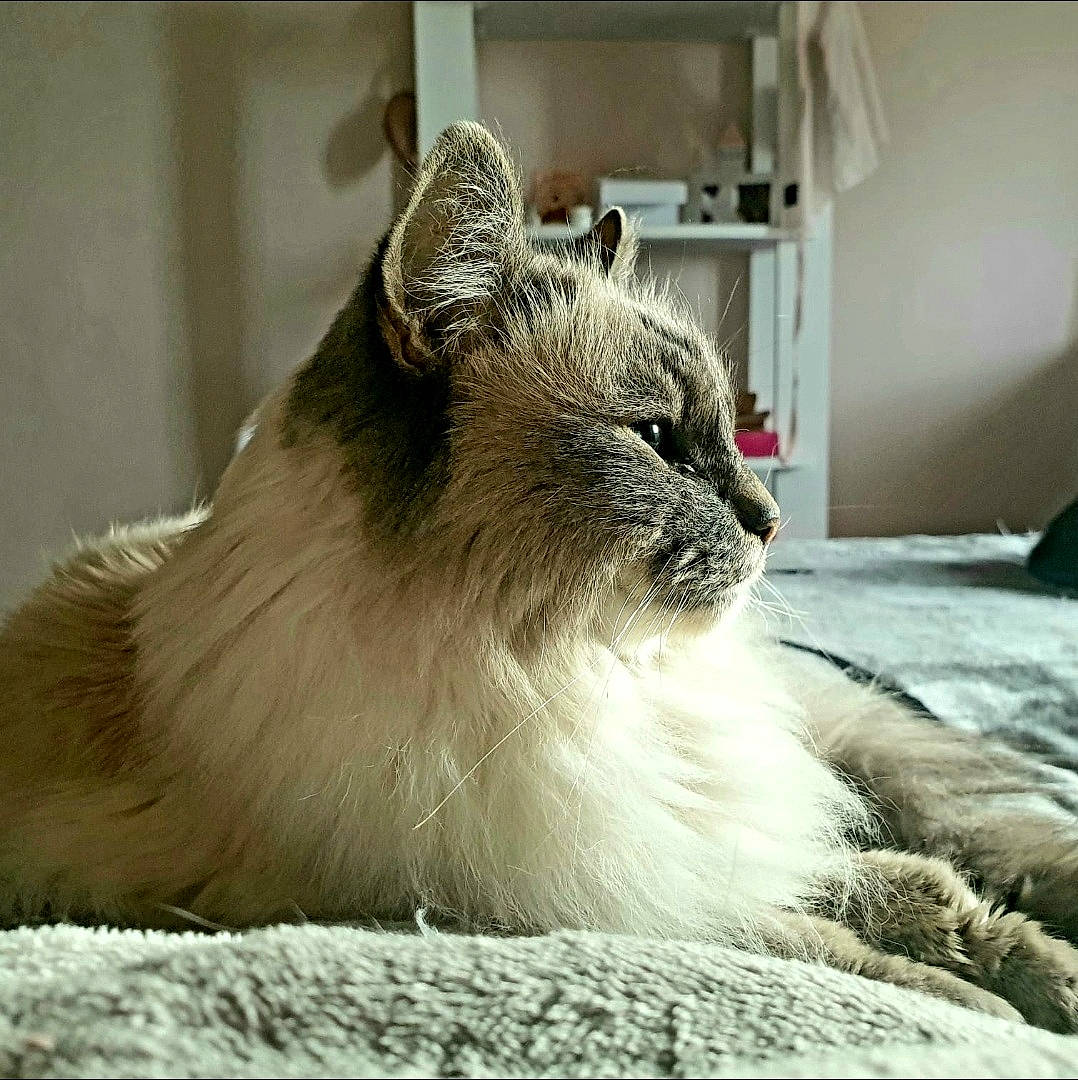 Channa participe au concours pour gagner de l'argent avec cette photo : british_longhair, carnivore, cat, claw, comfort, domestic_short_haired_cat, fawn, felidae, fur, small_to_medium_sized_cats, snout, terrestrial_animal, whiskers, window