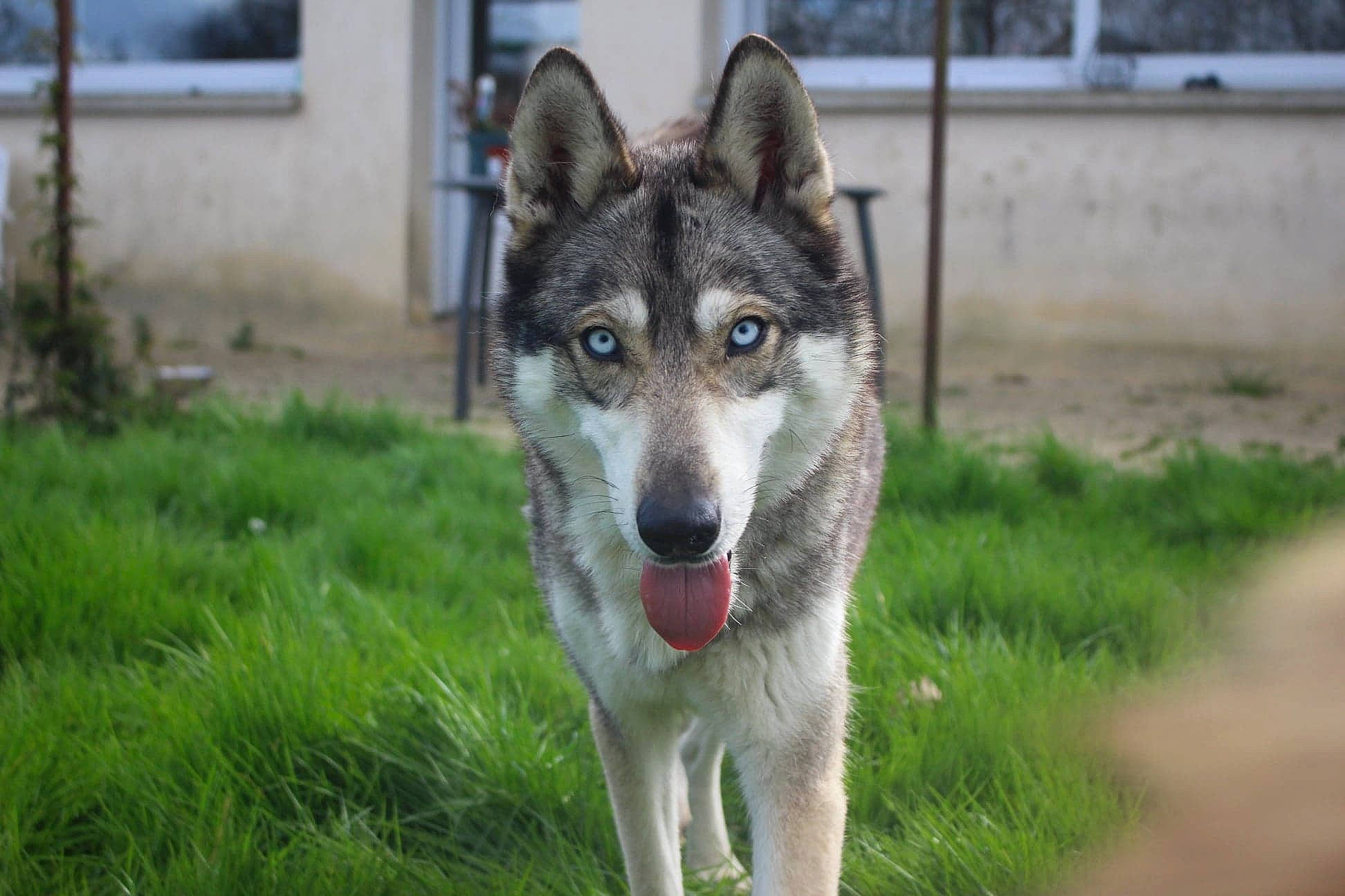 Niska a rejoint le concours — aidez-le/la à gagner de superbes lots ! ancient_dog_breeds, art, canidae, canis, carnivore, collar, dog, dog_breed, fur, grass, plant, sled_dog, snout, sporting_group, terrestrial_animal, wildlife, window, wolf, working_dog