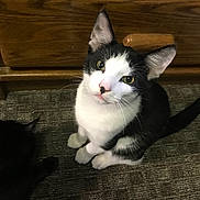 Fred joined the competition — help win amazing prizes! animal, black_and_white_cat, carpet, cat, companion, cozy, curious, domestic_cat, ears, feline, floor, fur, indoor, looking_up, pet, sitting, tail, two_cats, whiskers, wooden_cabinet