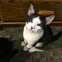 animal, black_and_white_cat, carpet, cat, companion, cozy, curious, domestic_cat, ears, feline, floor, fur, indoor, looking_up, pet, sitting, tail, two_cats, whiskers, wooden_cabinet
