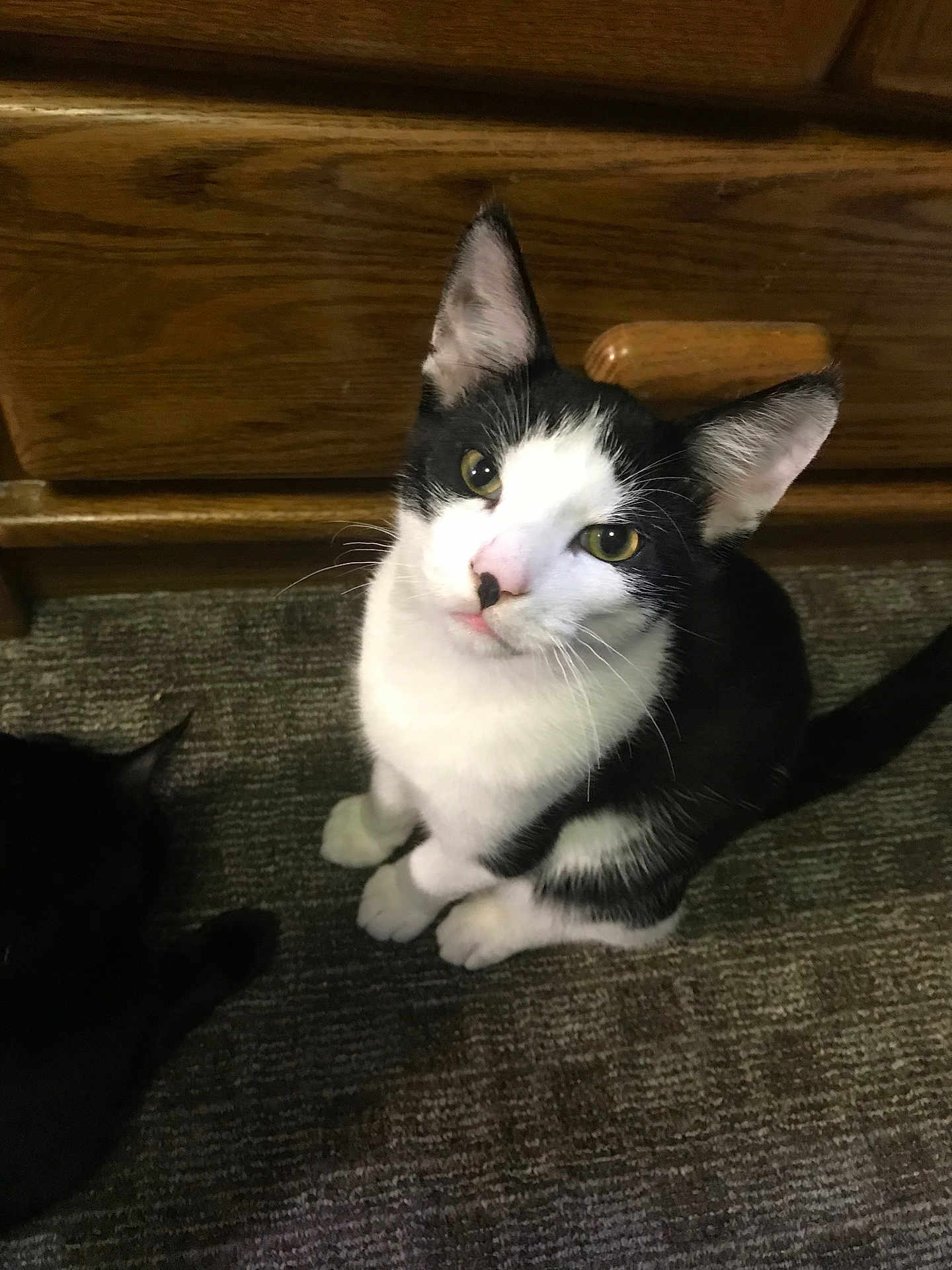 Fred joined the competition — help win amazing prizes! animal, black_and_white_cat, carpet, cat, companion, cozy, curious, domestic_cat, ears, feline, floor, fur, indoor, looking_up, pet, sitting, tail, two_cats, whiskers, wooden_cabinet