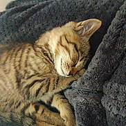 Isie a rejoint le concours — aidez-le/la à gagner de superbes lots ! cat, kitten, sleeping, tabby, striped, fur, paw, blanket, cozy, resting, cute, pet, animal, indoor, snuggling, soft, fur_pattern, relaxed, domestic_cat, comfort