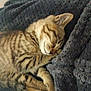 cat, kitten, sleeping, tabby, striped, fur, paw, blanket, cozy, resting, cute, pet, animal, indoor, snuggling, soft, fur_pattern, relaxed, domestic_cat, comfort