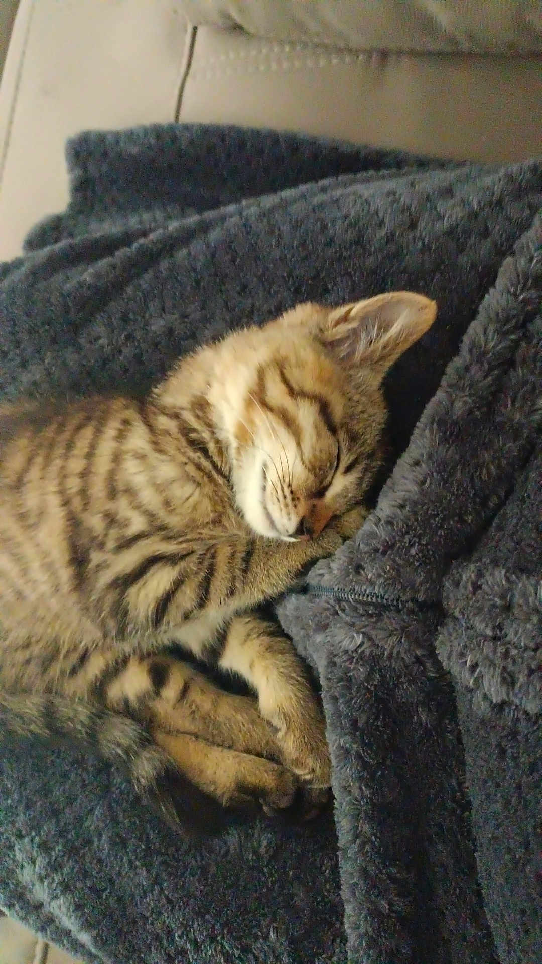 Isie a rejoint le concours — aidez-le/la à gagner de superbes lots ! cat, kitten, sleeping, tabby, striped, fur, paw, blanket, cozy, resting, cute, pet, animal, indoor, snuggling, soft, fur_pattern, relaxed, domestic_cat, comfort