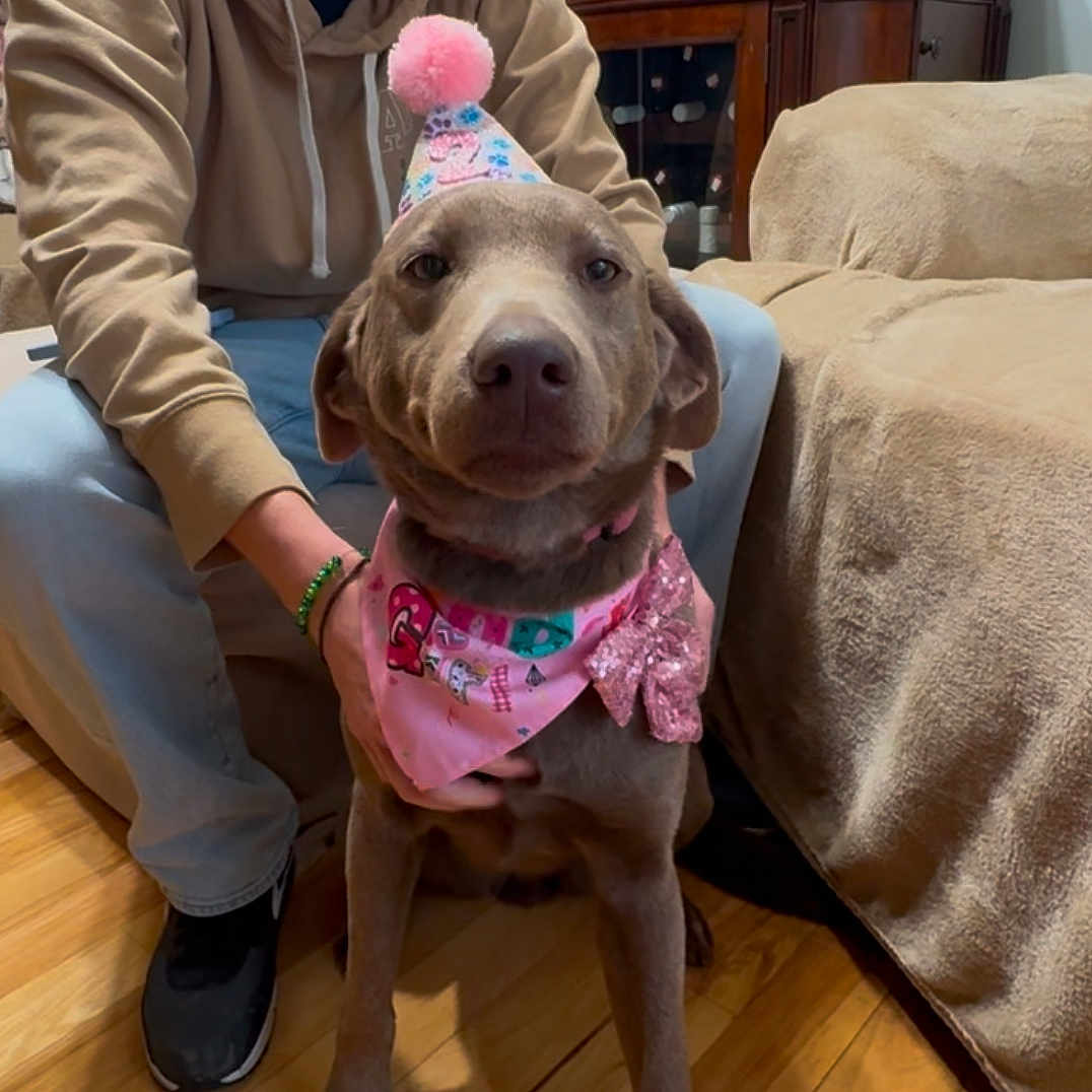 Emmy Paige is registered to the contest to win money with this photo: bow, brown_dog, casual_clothing, celebration, couch, cute, dog, furniture, hand, hoodie, indoor, jeans, party_hat, person, pet, pink_bandana, shoe, sitting, smiling, wooden_floor