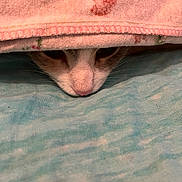 Plume participe au concours pour gagner de l'argent avec cette photo : animal, blanket, blue, cat, closeup, cozy, curious, cute, fabric, fur, hidden, indoor, nose, peek, pet, pink, resting, soft, texture, whiskers