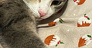 Plume a rejoint le concours — aidez-le/la à gagner de superbes lots ! animal, bed, blanket, cat, christmas_pudding, close_up, cozy, cute, feline, fur, holiday_theme, indoor, patterned_blanket, pet, pink_nose, relaxed, resting, sleepy, soft_texture, whiskers