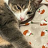 cat, close_up, feline, pet, animal, fur, whiskers, pink_nose, relaxed, sleepy, bed, blanket, patterned_blanket, christmas_pudding, holiday_theme, cozy, indoor, resting, cute, soft_texture