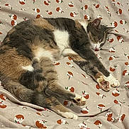 Plume participe au concours pour gagner de l'argent avec cette photo : cat, calico_cat, sleeping, resting, feline, pet, animal, cozy, blanket, patterned, christmas_pudding, holiday, indoor, soft, cute, fur, relaxed, paw, sleep, bed