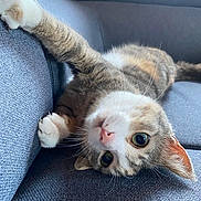 Plume a rejoint le concours — aidez-le/la à gagner de superbes lots ! cat, closeup, couch, cozy, cute, domestic_animal, feline, fur, home, indoor, paw, pet, pink_nose, playful, relaxed, resting, stretching, tabby, upside_down, whiskers