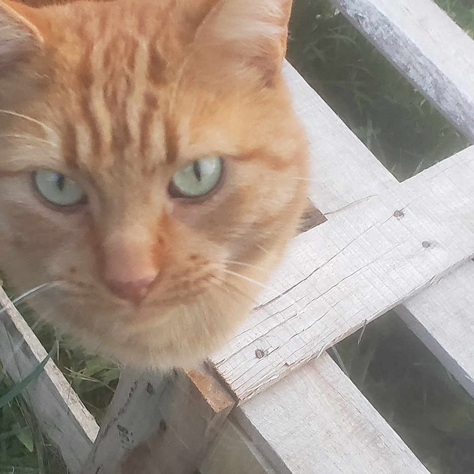 Freemouse a rejoint le concours — aidez-le/la à gagner de superbes lots ! animal, cat, close_up, curious, daylight, ears, feline, grass, green_eyes, looking_up, nature, orange_tabby, outdoor, pet, playful, tail, texture, whiskers, wood, wooden_pallet