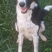Ninja participe au concours pour gagner de l'argent avec cette photo : animal, black_and_white, canine, dog, ears, eyes, friendly, fur, grass, greenery, happy, mammal, nature, outdoor, pet, playful, sitting, snout, tail, tongue_out