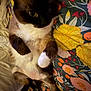 cat, animal, pet, fur, whiskers, paw, bed, blanket, floral_pattern, colorful, relaxed, lying_down, indoor, cute, cozy, resting, feline, soft, comfort, domestic