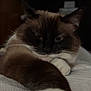 Kiki is registered to the contest to win money with this photo: cat, feline, pet, indoor, resting, white_paws, dark_face, fur, closeup, animal, cute, cozy, sleepy, whiskers, relaxed, stretching, soft, blanket, paw, domestic_cat