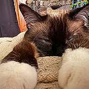 Kiki joined the competition — help win amazing prizes! cat, close_up, paws, fluffy, blue_eyes, blanket, indoor, cozy, fur, resting, curtains, wood, furniture, home, relaxed, animal, pet, whiskers, face, portrait