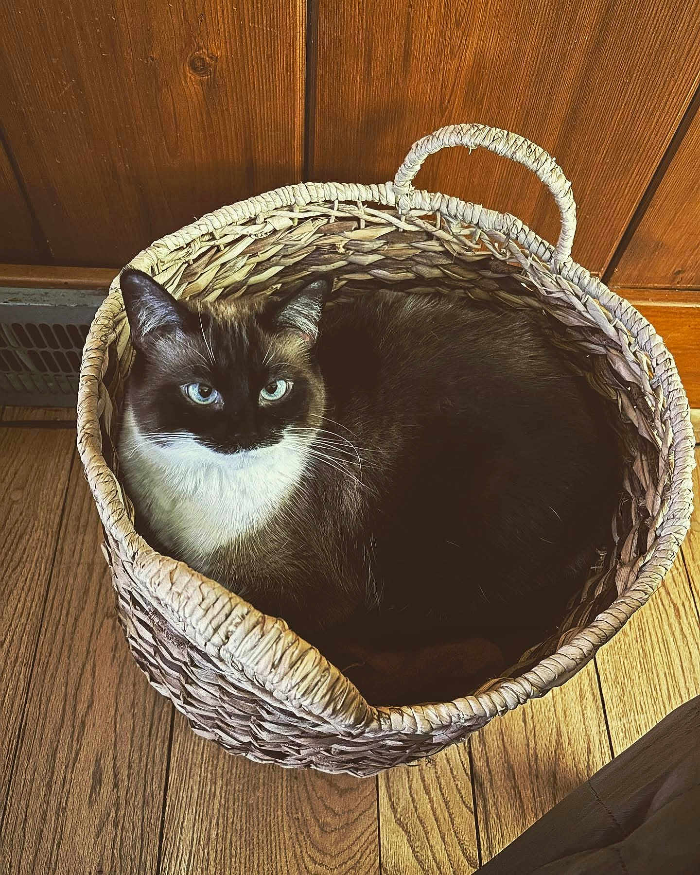 Kiki joined the competition — help win amazing prizes! cat, basket, wooden_floor, indoor, pet, feline, blue_eyes, fur, animal, domestic_cat, relaxed, cozy, woven_basket, curious, sitting, wood_paneling, flooring, household, cute, resting
