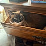 Kiki joined the competition — help win amazing prizes! cat, siamese_cat, drawer, wooden_furniture, clothing, indoor, pet, furniture, domestic_animal, resting, blue_eyes, whiskers, curious, natural_light, cozy, drawer_handle, home, relaxed, window_light, brown_fur